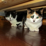 Ottawa Rescue Kittens