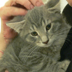 triton adopted kitten ottawa
