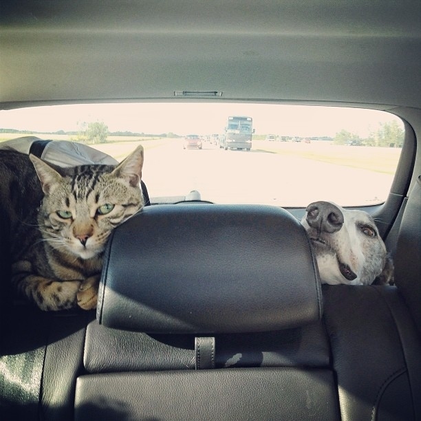 And when they're not showing off their napping skills, these two like to go on adventures. Who doesn't like a good road trip?