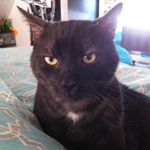 Mr. Magoo cat for adoption ottawa