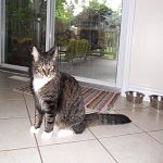 heine missing cat ottawa